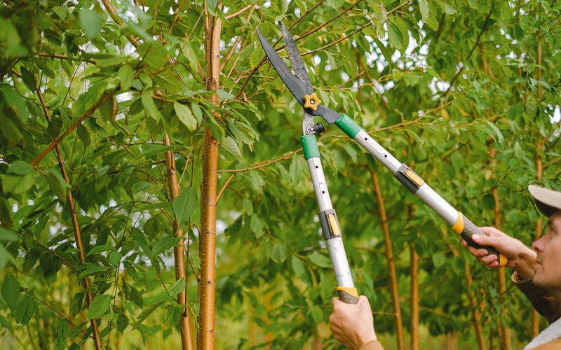 Tree trimming in Richford, NY